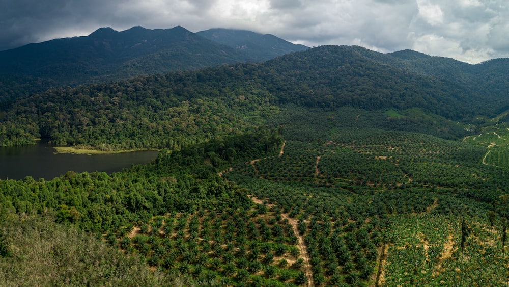 Aerial drone view of rural scenery with young oil palm plantation near Mount Ledang National Park, Johor, Malaysia.