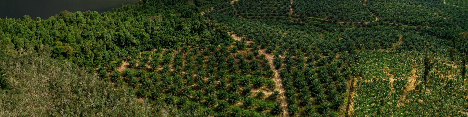Aerial drone view of rural scenery with young oil palm plantation near Mount Ledang National Park, Johor, Malaysia.