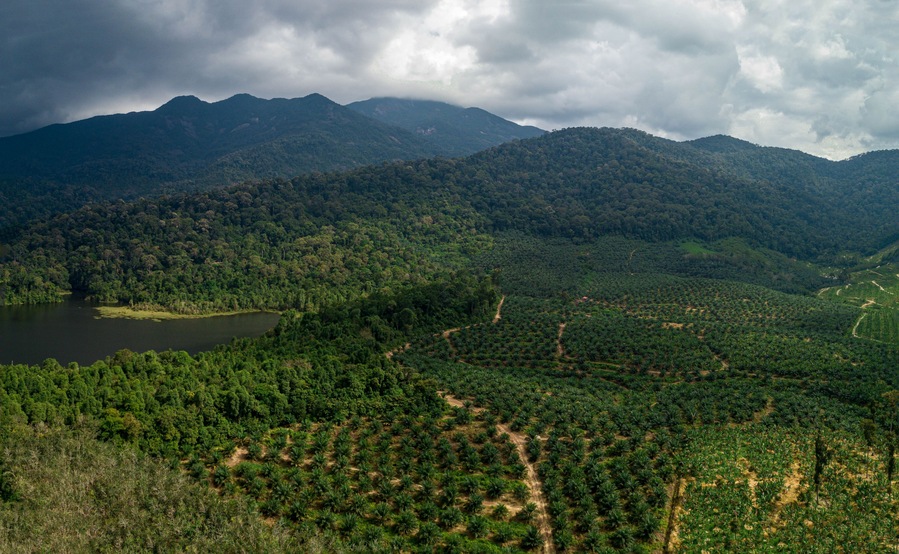 Aerial drone view of rural scenery with young oil palm plantation near Mount Ledang National Park, Johor, Malaysia.