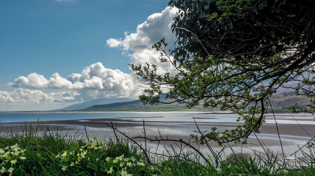 Buttercups at end of country laneway, No cars, traffic only the sounds of birds and nature going about its busy day.