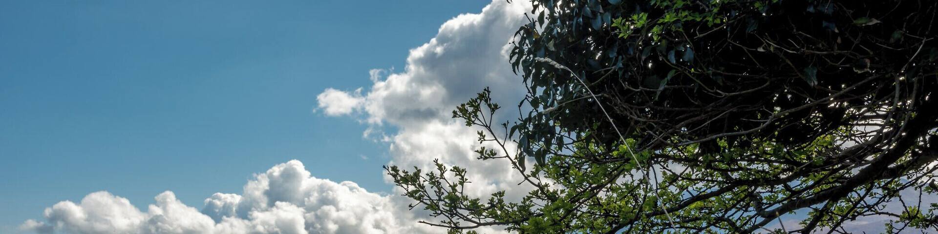 Buttercups at end of country laneway, No cars, traffic only the sounds of birds and nature going about its busy day.