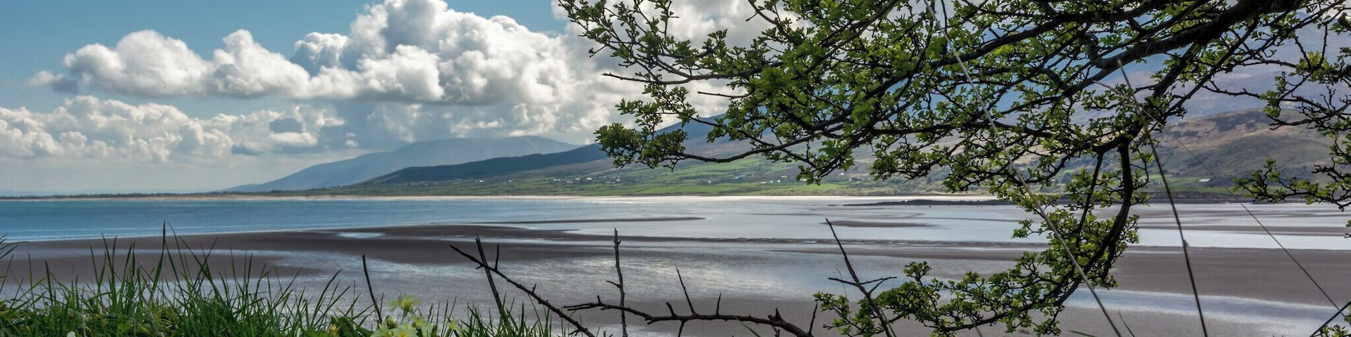 Buttercups at end of country laneway, No cars, traffic only the sounds of birds and nature going about its busy day.
