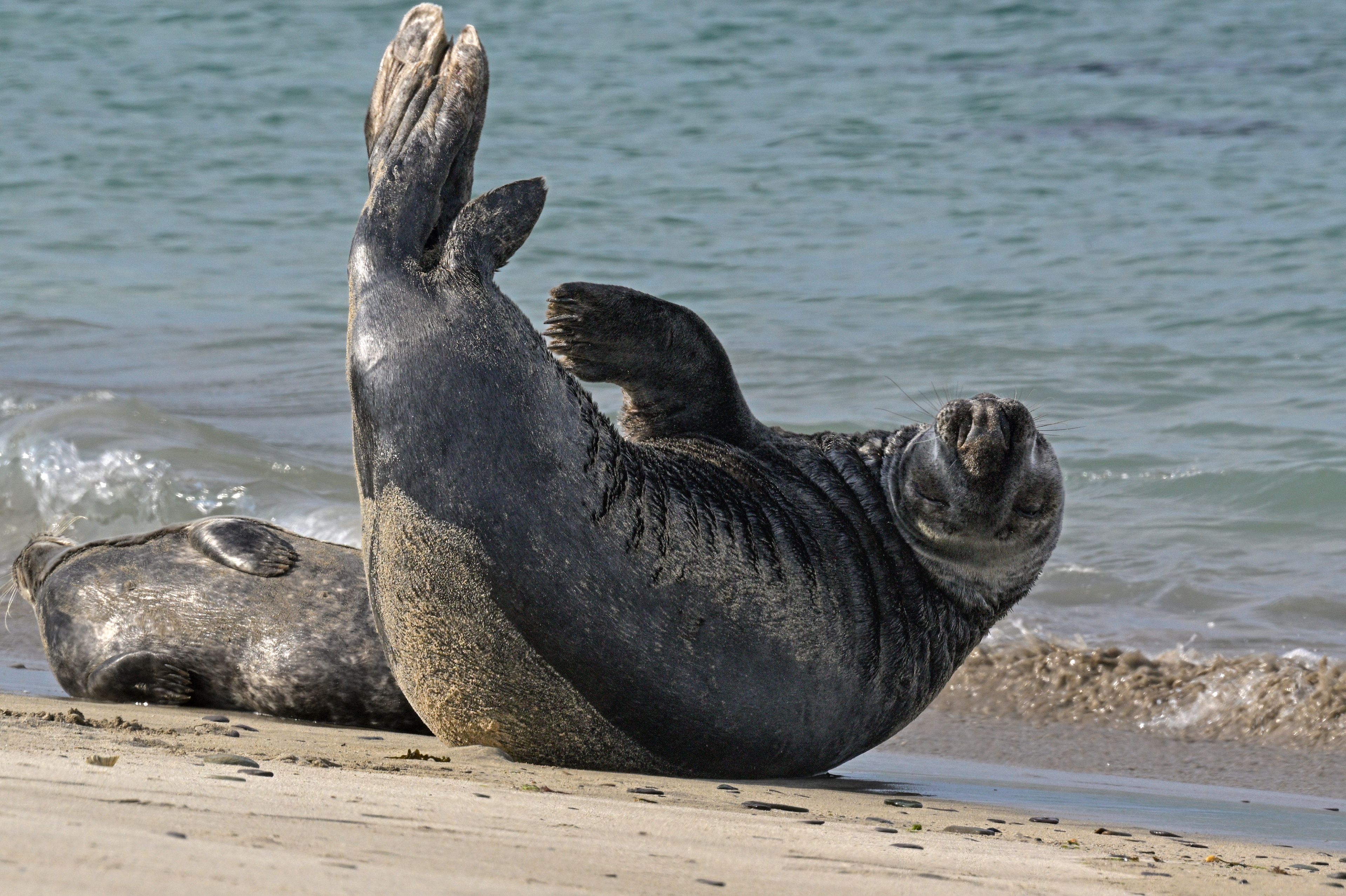 Una foca recostada boca arriba sobre una playa arenosa, con el océano al fondo.