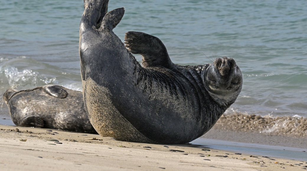Una foca recostada boca arriba sobre una playa arenosa, con el océano al fondo.