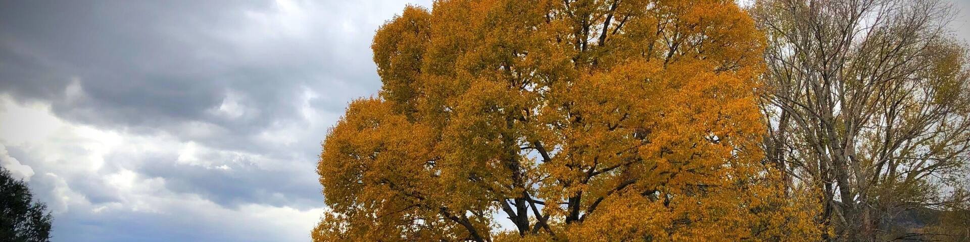 Fall colors in the New Mexico Highlands.
