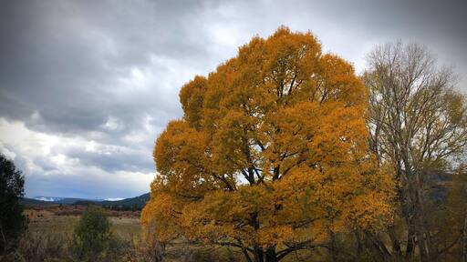 Fall colors in the New Mexico Highlands.