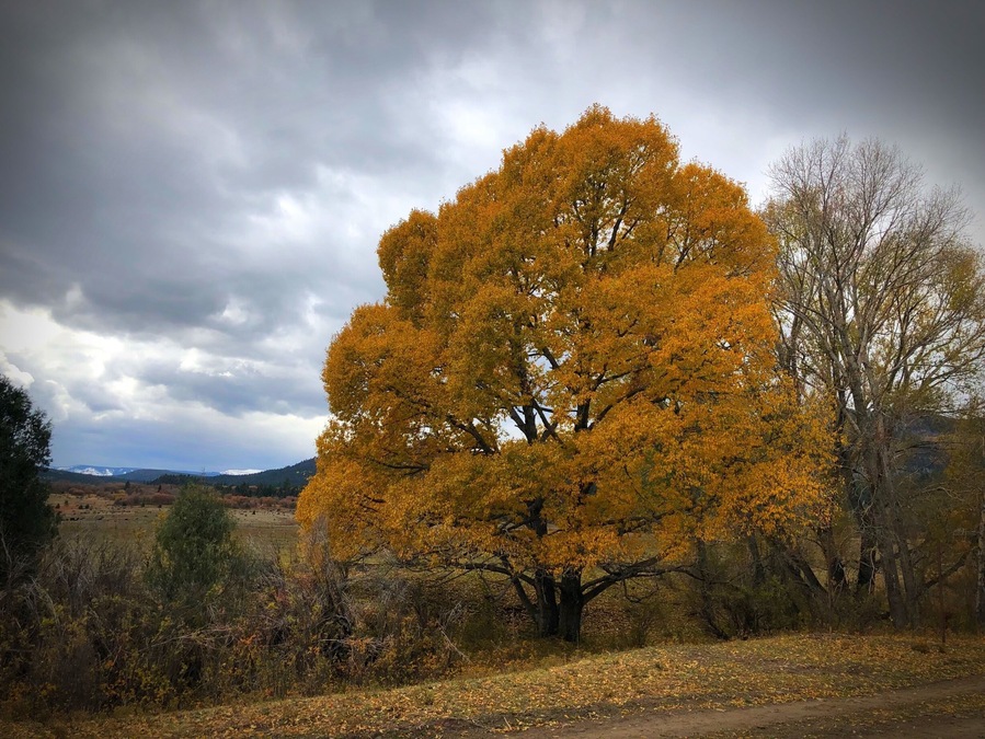 Fall colors in the New Mexico Highlands.