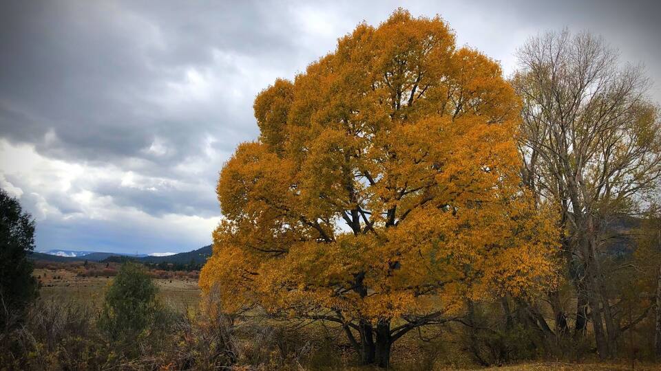 A large tree with yellow leaves in a field.