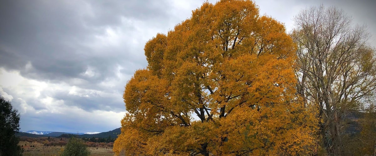 A large tree with yellow leaves in a field.
