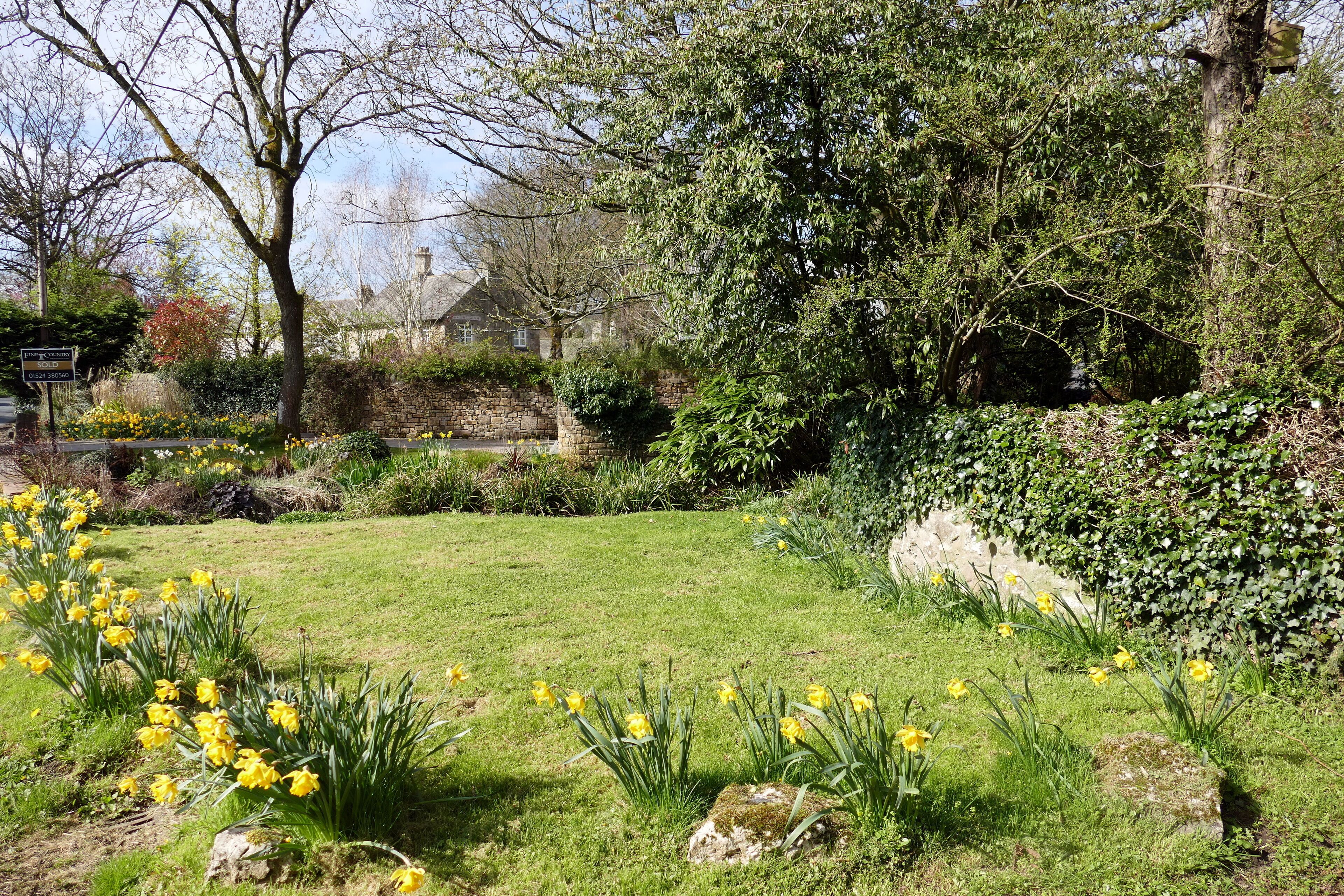 A garden with yellow daffodils, a stone wall, and a house in the background.