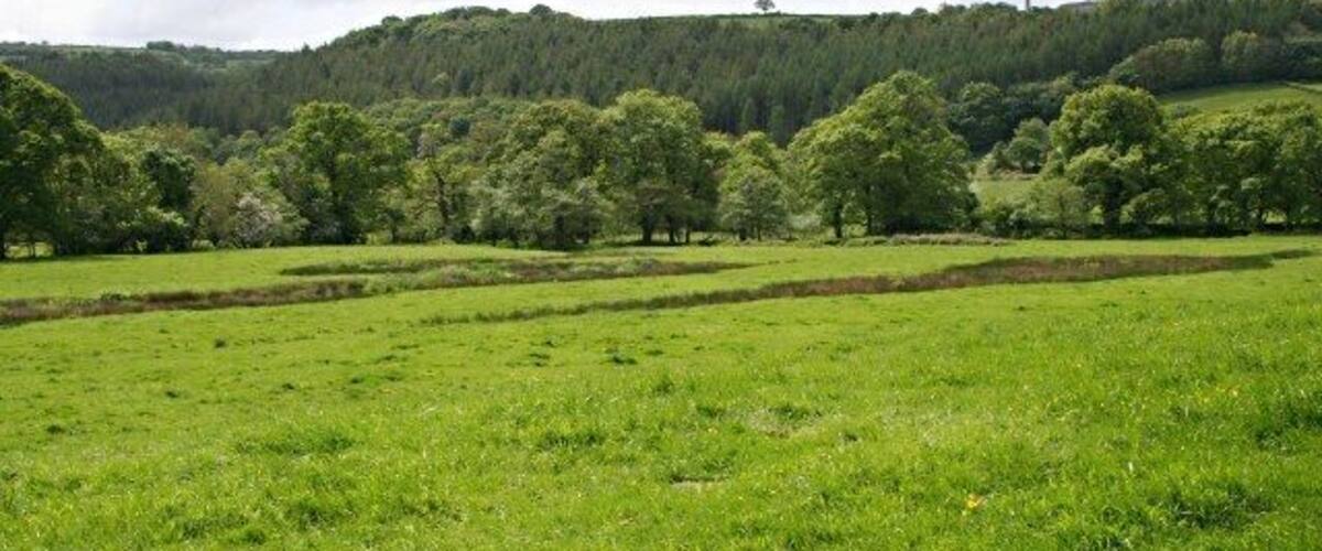 A green field with trees and hills in the background.
