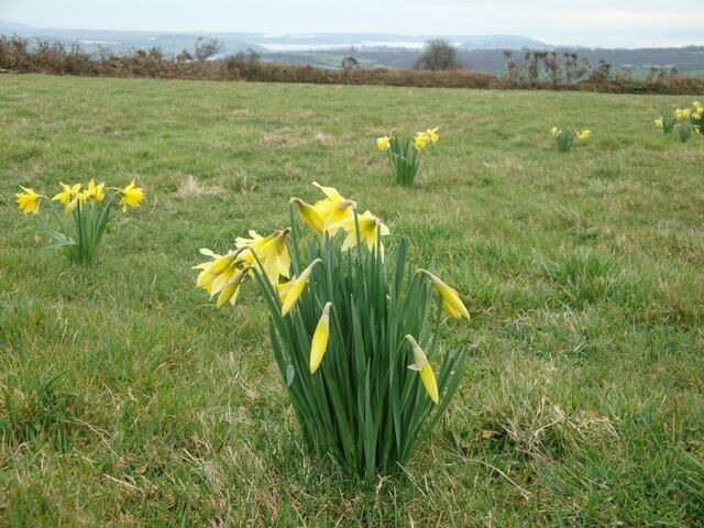 Daffodils growing wild Early March 2009, clumps of daffodils growing, apparently wild, in a field used, in rotation with others locally, for cattle grazing. Who planted them? Good job the cows are not in this field currently or they'd have eaten them! In far background is the ria of Carrick Roads with the Roseland peninsla beyond.