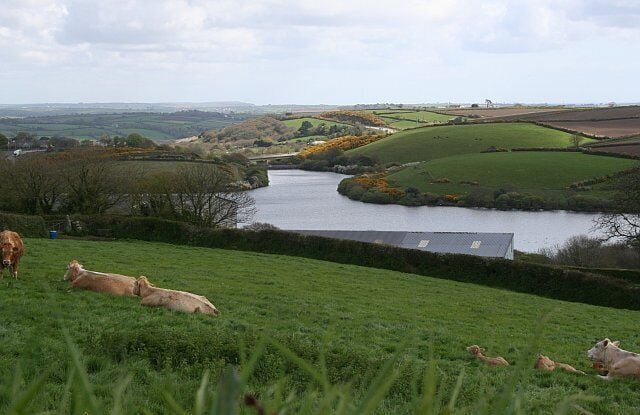 A river winding through rolling green hills, with cows grazing in the foreground.