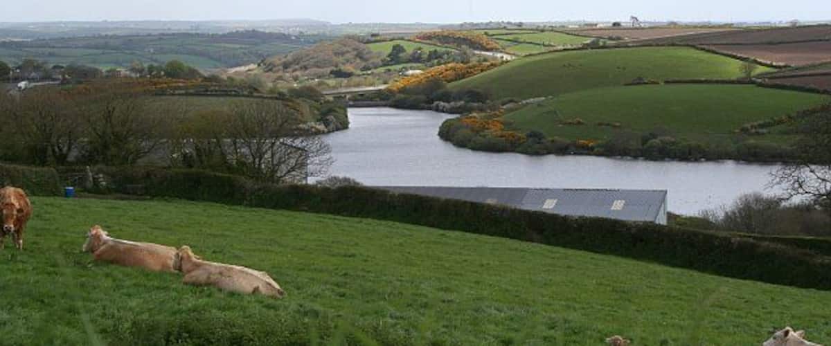 A river winding through rolling green hills, with cows grazing in the foreground.
