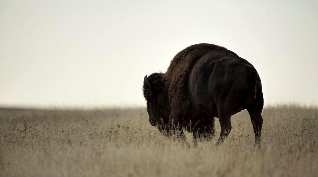 Tantanka roaming in the early morning light.