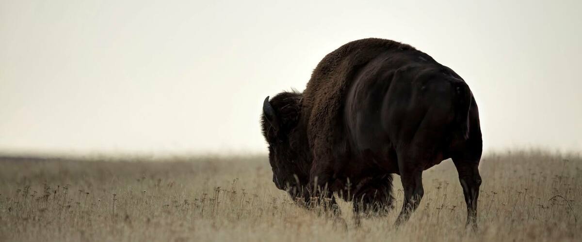 Tantanka roaming in the early morning light.