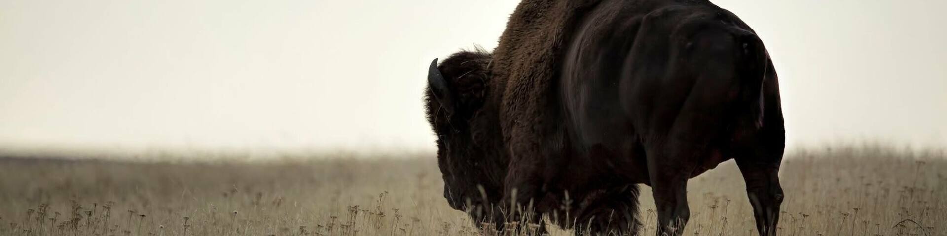 Tantanka roaming in the early morning light.