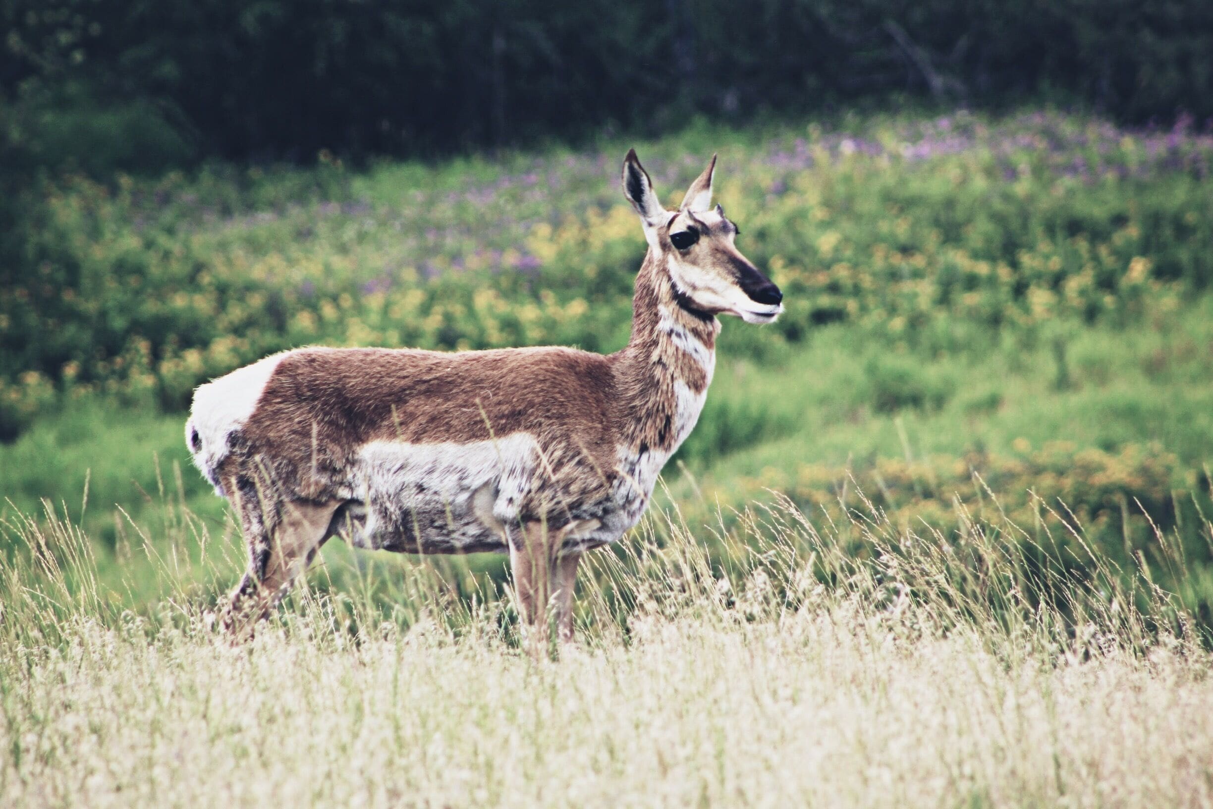 When you visit the Bison Range, I assure you that you'll run into some beautiful wildlife. 