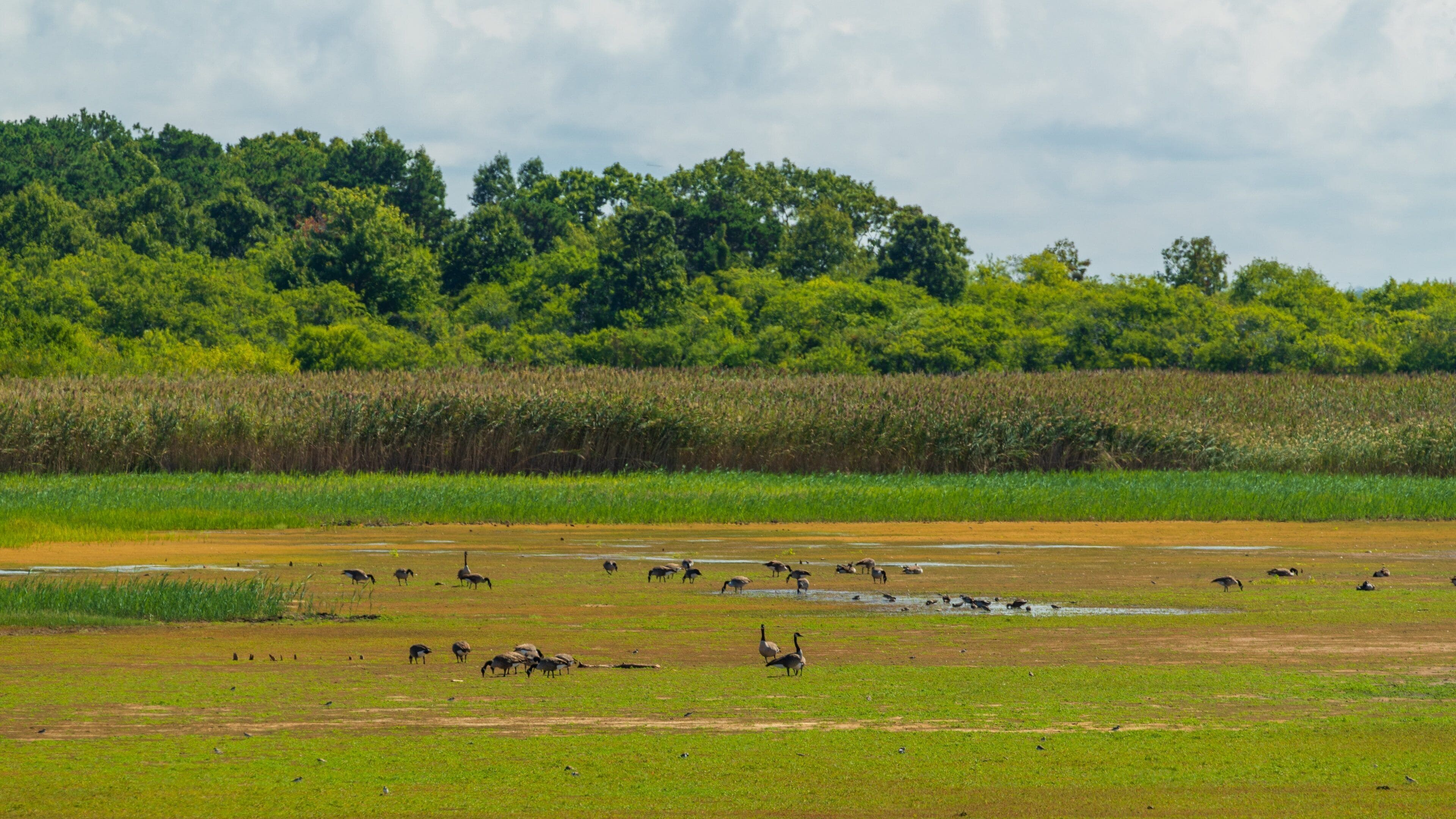 Eine Wiese mit einer Vogelflocke und einigen Straußen.