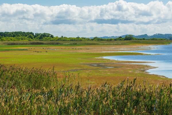 Parker River National Wildlife Refuge featuring wetlands