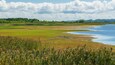 A river delta with a grassy foreground and a forested background.