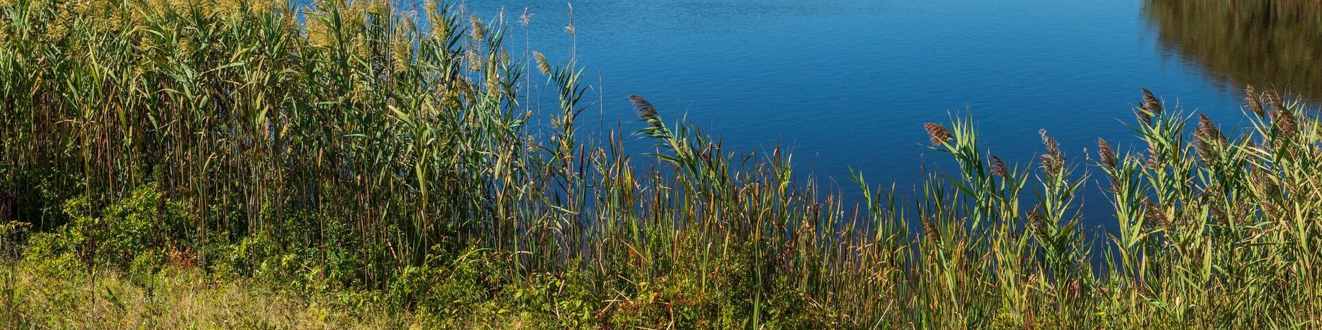 A calm lake surrounded by dense reeds and grassy areas.