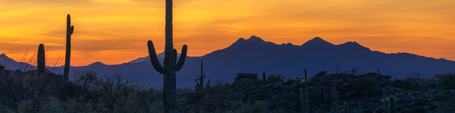 A desert landscape with a prominent cactus and mountains in the background during sunset.
