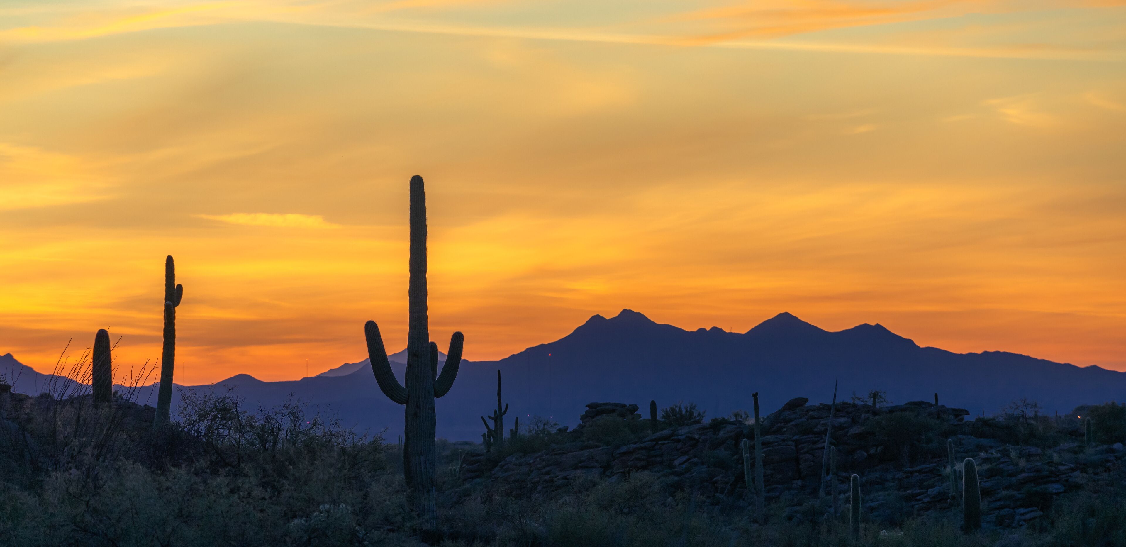 A desert landscape with a prominent cactus and mountains in the background during sunset.