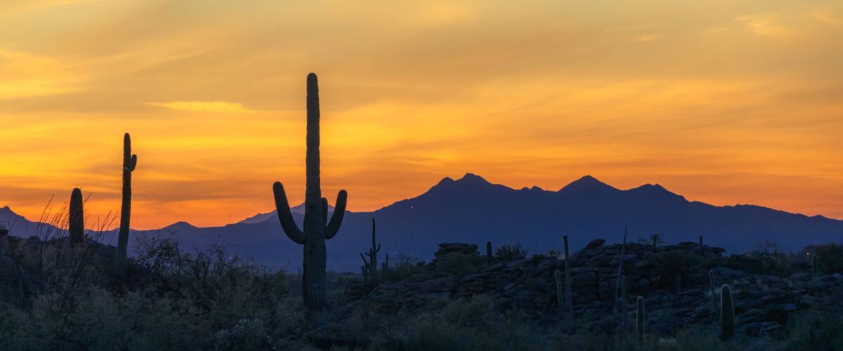 A desert landscape with a prominent cactus and mountains in the background during sunset.