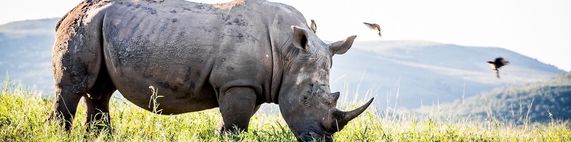 White Rhino in Hluhluwe-uMfolozi Park. Zululand, South Africa