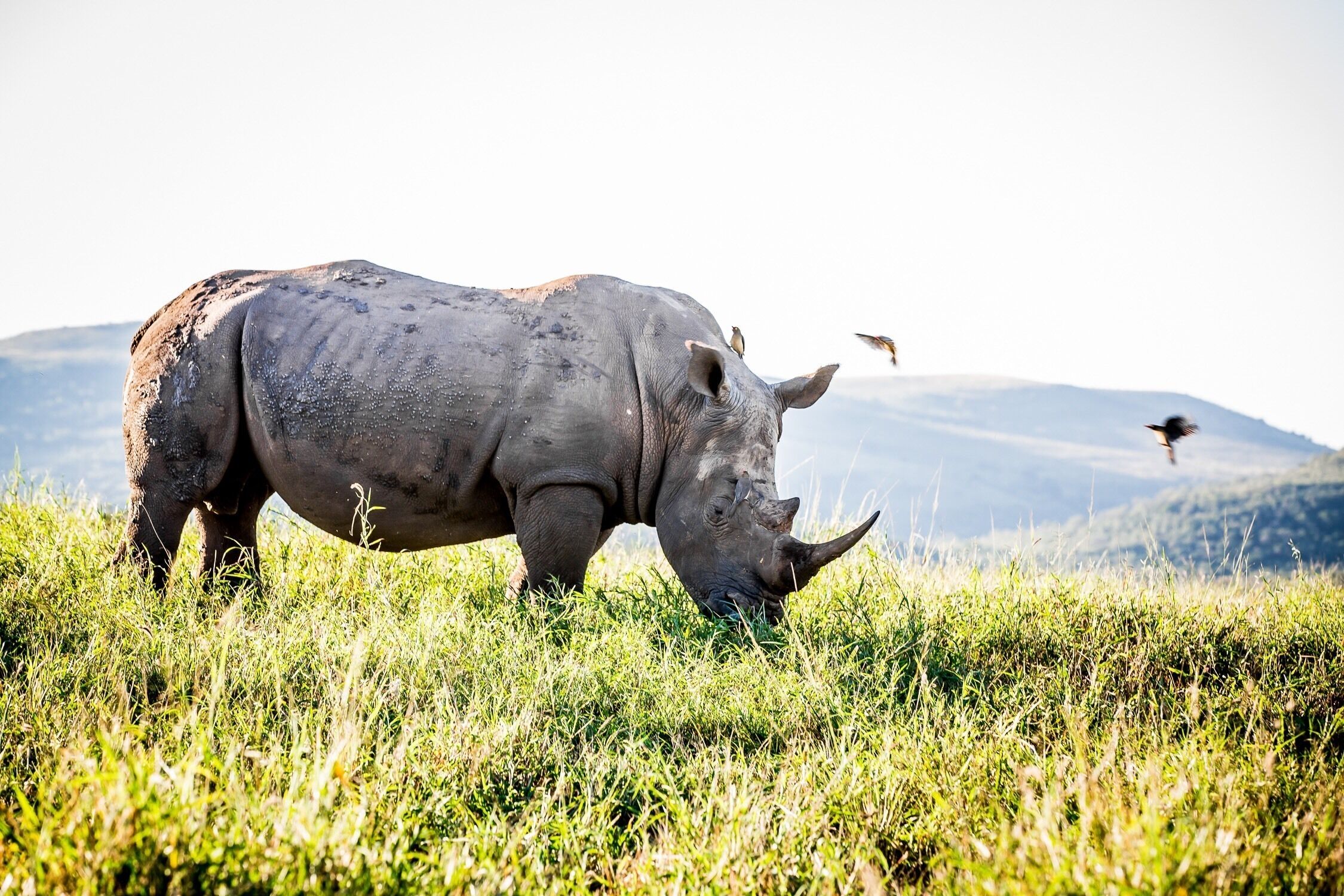 A rhinoceros grazing in a grassy field with mountains in the background.