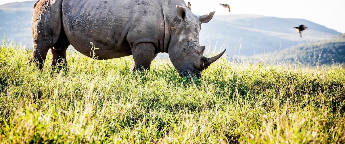 A rhinoceros grazing in a grassy field with mountains in the background.