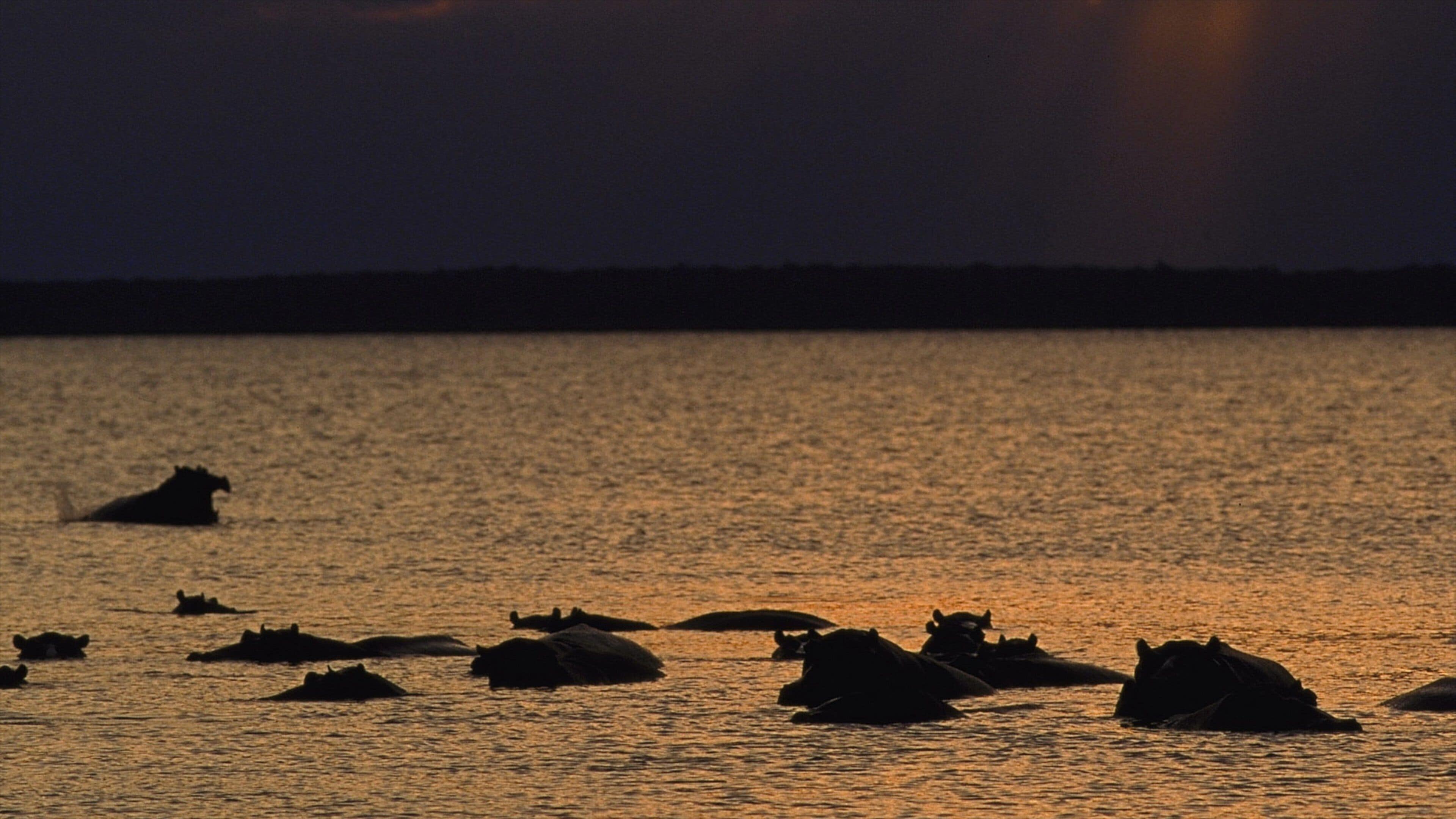 A group of hippos in the water during sunset.