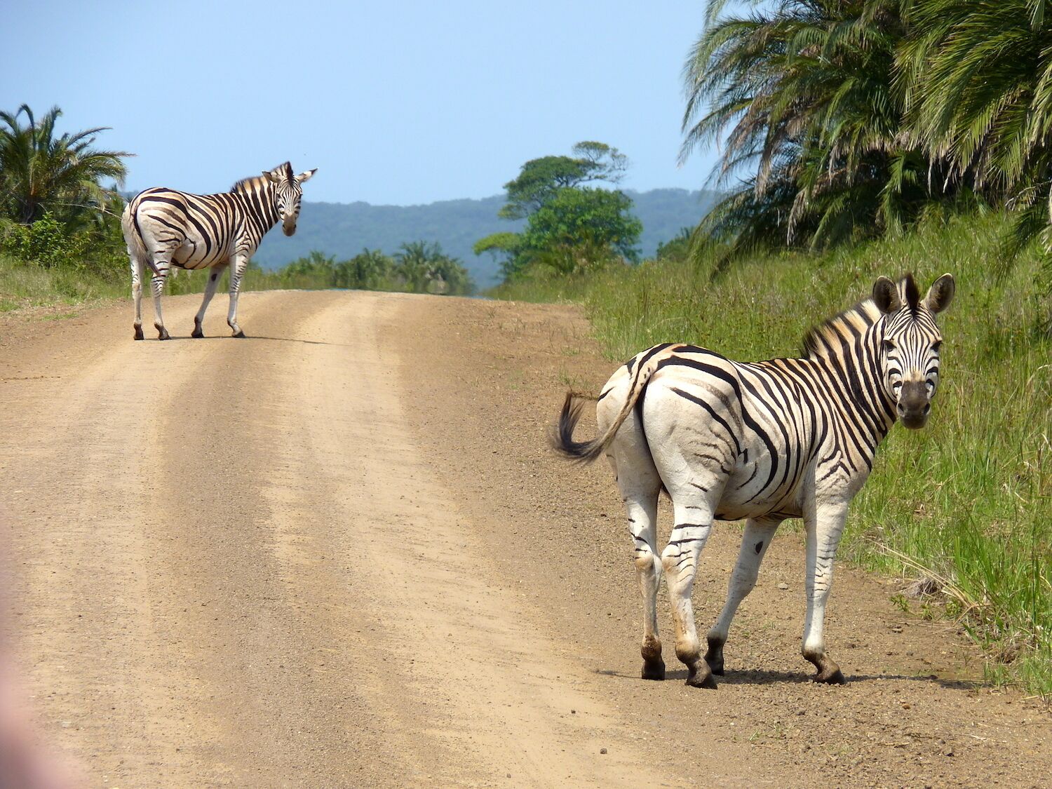 It doesn't get the attention of other game reserves in South Africa but it's a beautiful place to spend a day, with plenty of wildlife, impressive landscapes and very few other visitors.
#southafrica #gamereserve #wildlife #zebras #animalphoto