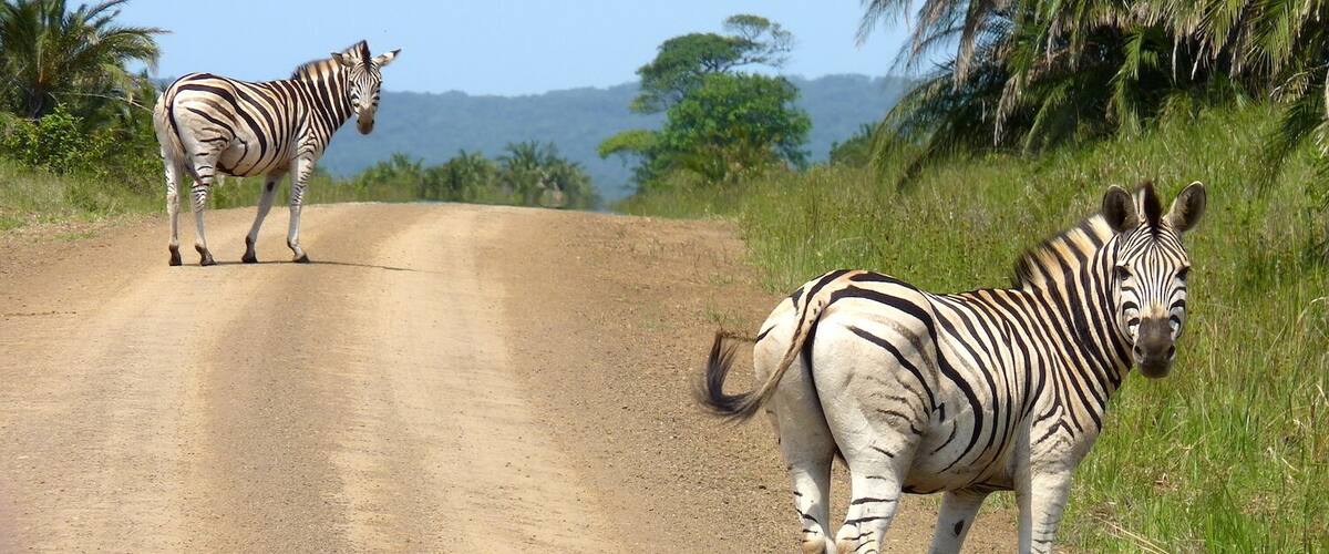 It doesn't get the attention of other game reserves in South Africa but it's a beautiful place to spend a day, with plenty of wildlife, impressive landscapes and very few other visitors.
#southafrica #gamereserve #wildlife #zebras #animalphoto