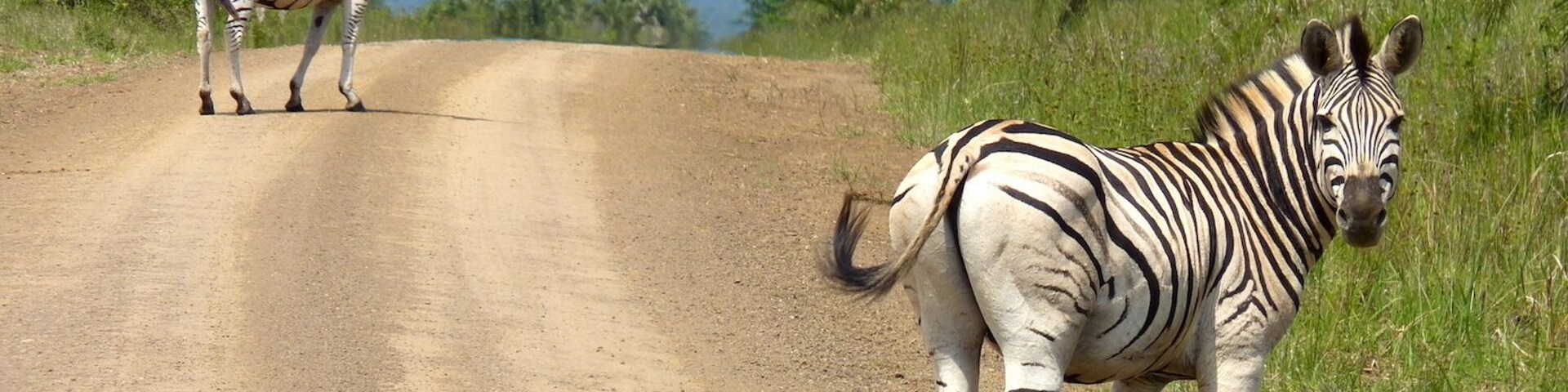It doesn't get the attention of other game reserves in South Africa but it's a beautiful place to spend a day, with plenty of wildlife, impressive landscapes and very few other visitors.
#southafrica #gamereserve #wildlife #zebras #animalphoto