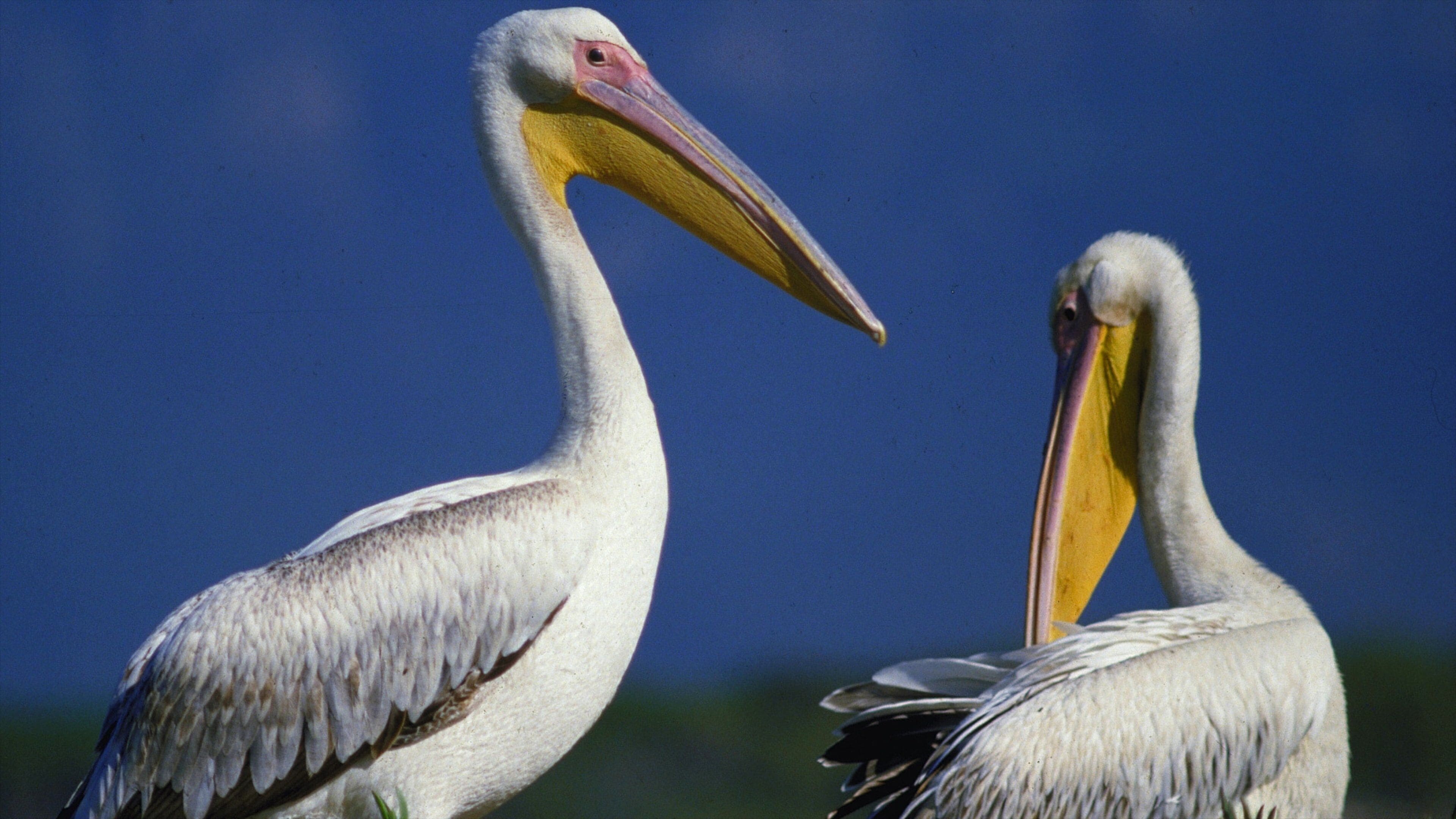 Hluhluwe som inkluderer dyrehagedyr og fugleliv