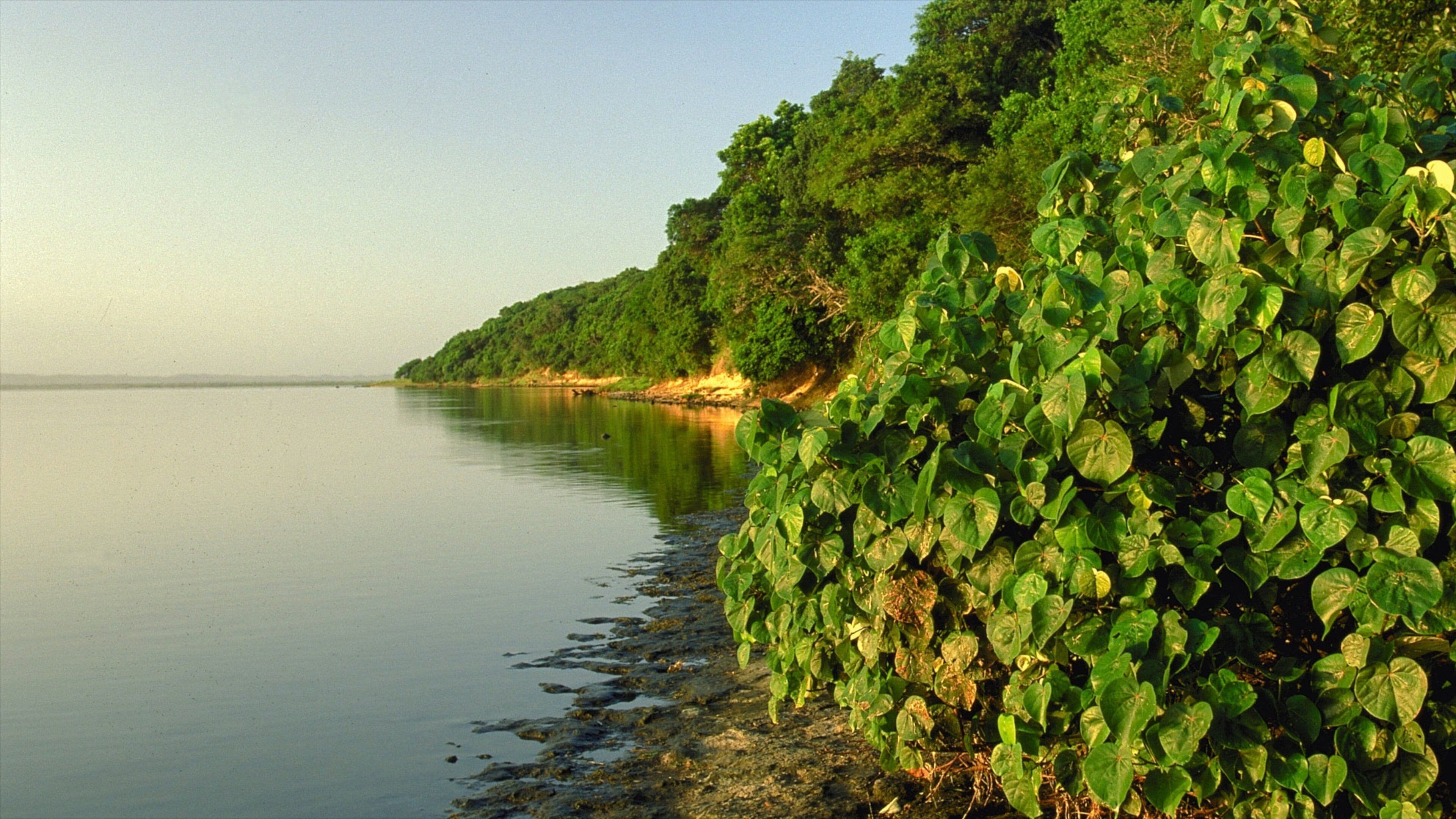 iSimangaliso Wetland Park featuring wetlands