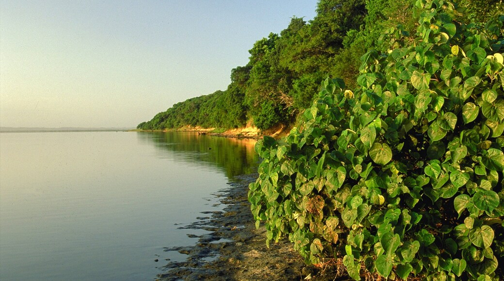 iSimangaliso Wetland Park featuring wetlands