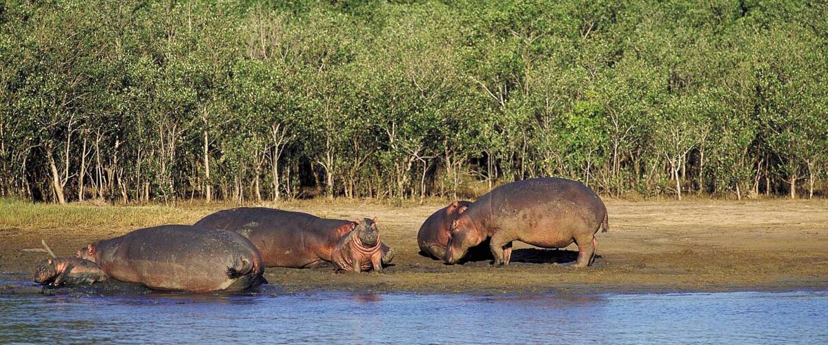 Hluhluwe som inkluderar zoodjur, skogar och landdjur