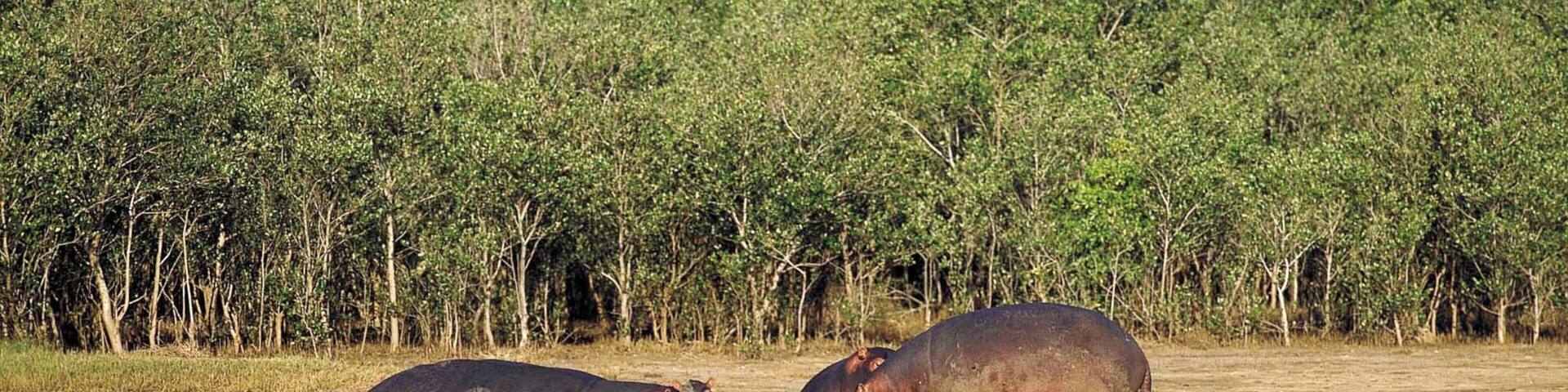 グレーター セント ルシア湿原公園 フィーチャー 陸生動物, 森林 と 動物園の動物