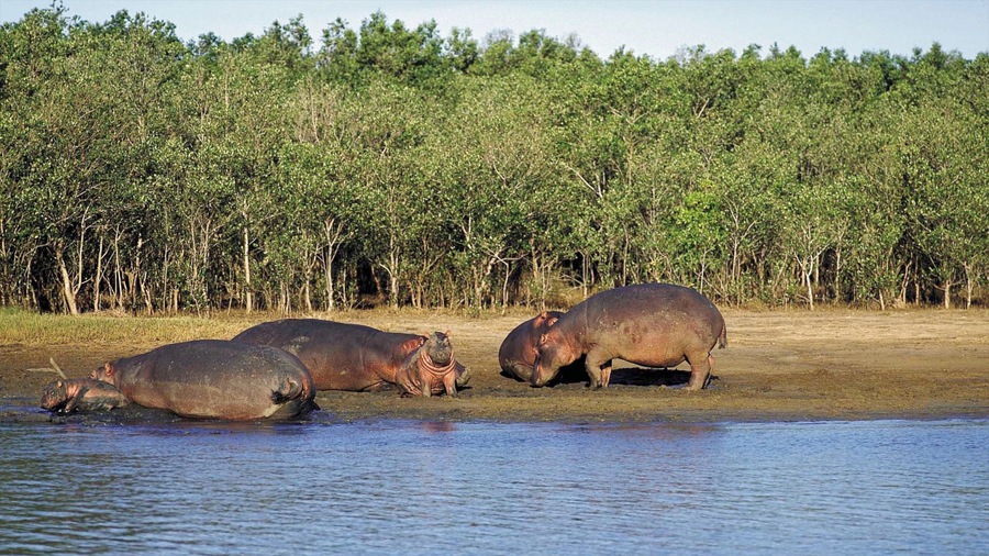 Greater St Lucia Wetland Park featuring zoo animals, forests and land animals