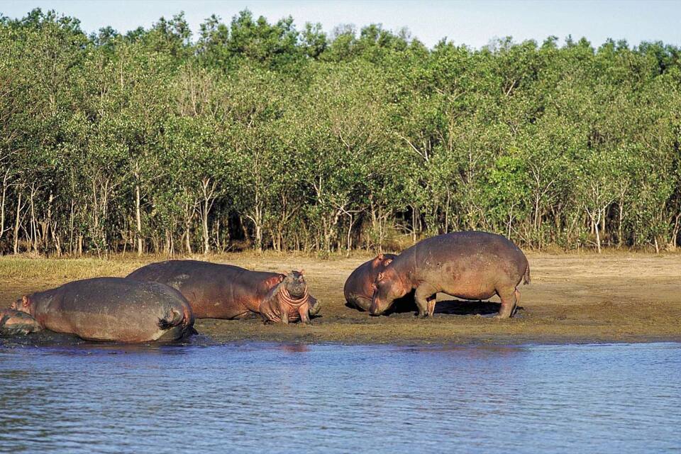 Koetoevers ontspannen aan water, met een dicht bos op de achtergrond.