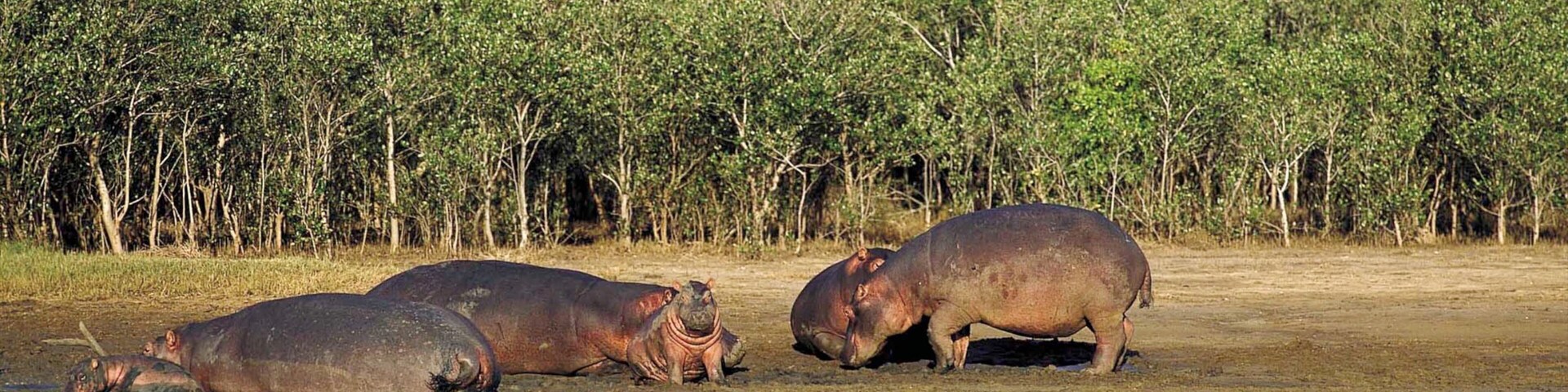 Greater St Lucia Wetland Park which includes forests, land animals and zoo animals