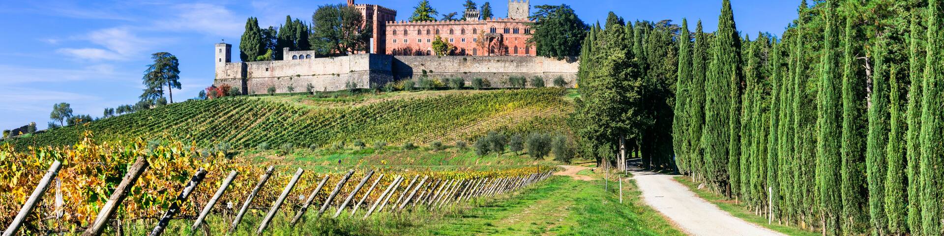 A vineyard with rows of grapevines, a dirt path, and a castle in the background.