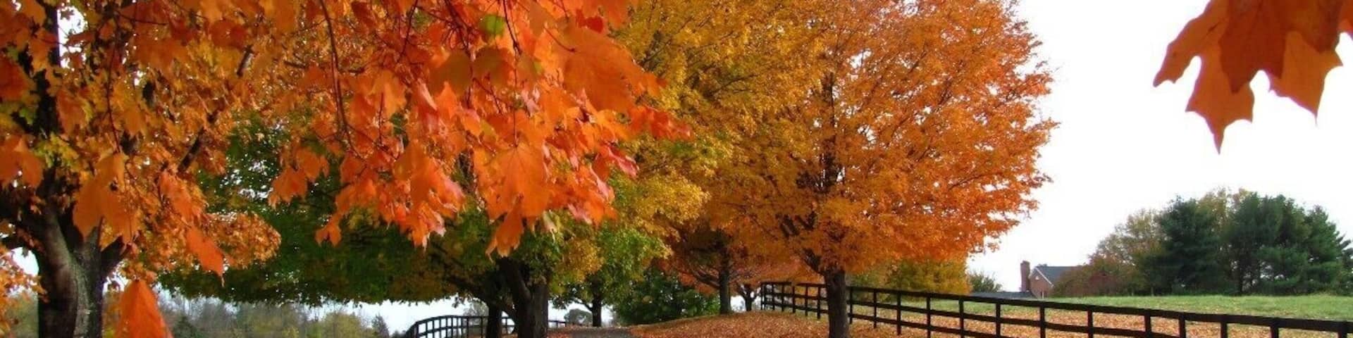 There's nothing better than taking drives in the fall. I love all autumnal things and spotting beautiful driveways with rich colors such as this is worth pulling over and taking a few pictures. I'm jealous of whoever lives here.
