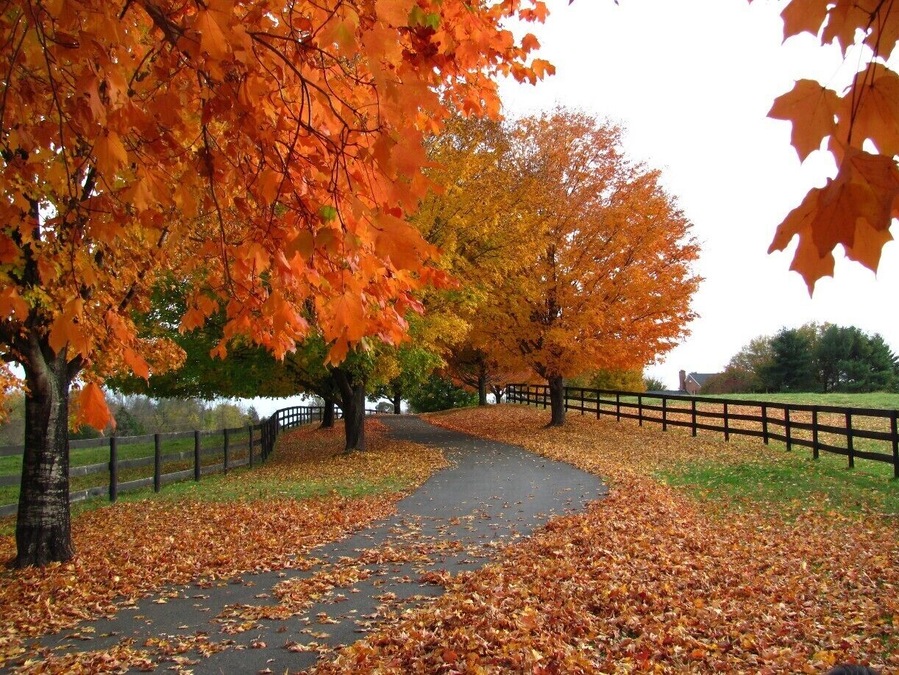 There's nothing better than taking drives in the fall. I love all autumnal things and spotting beautiful driveways with rich colors such as this is worth pulling over and taking a few pictures. I'm jealous of whoever lives here.