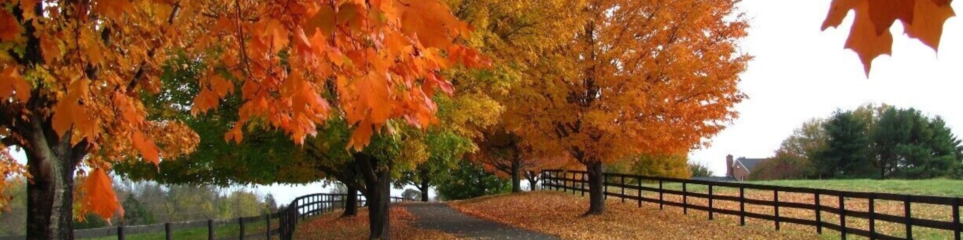 There's nothing better than taking drives in the fall. I love all autumnal things and spotting beautiful driveways with rich colors such as this is worth pulling over and taking a few pictures. I'm jealous of whoever lives here.