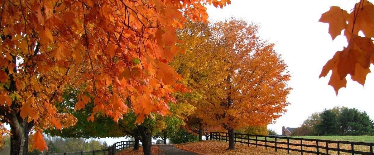 A park path with autumn leaves, trees, and a fence.