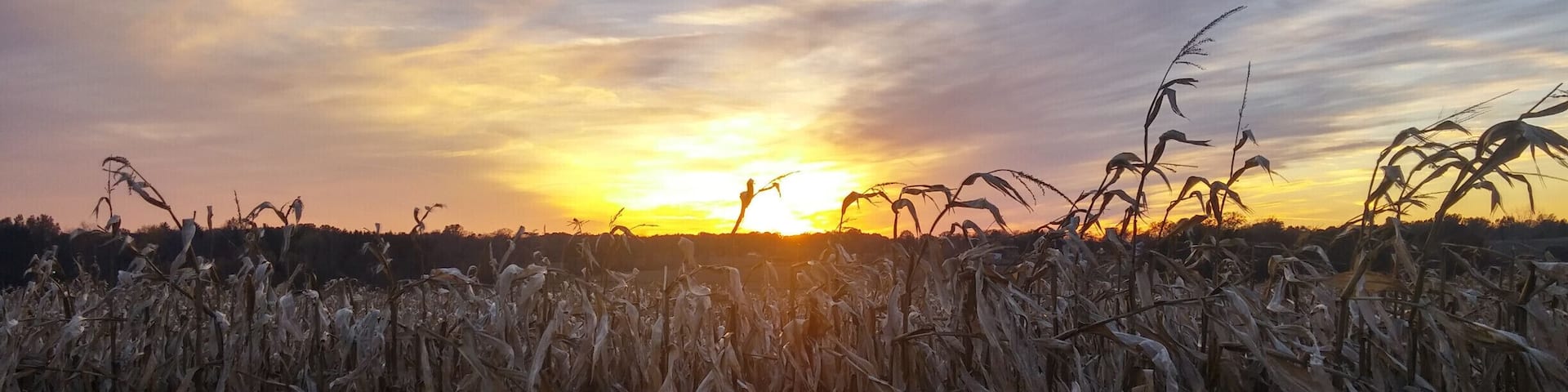 Maze Craze consists of turning 21 acres of corn into a life-size maze. There is a total of 8.6 miles of trails that twist, turn and sometimes dead ends. The design for 2015 was an Alice in Wonderland theme.